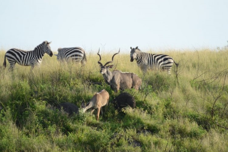 Aledeghi Wildlife Reserve