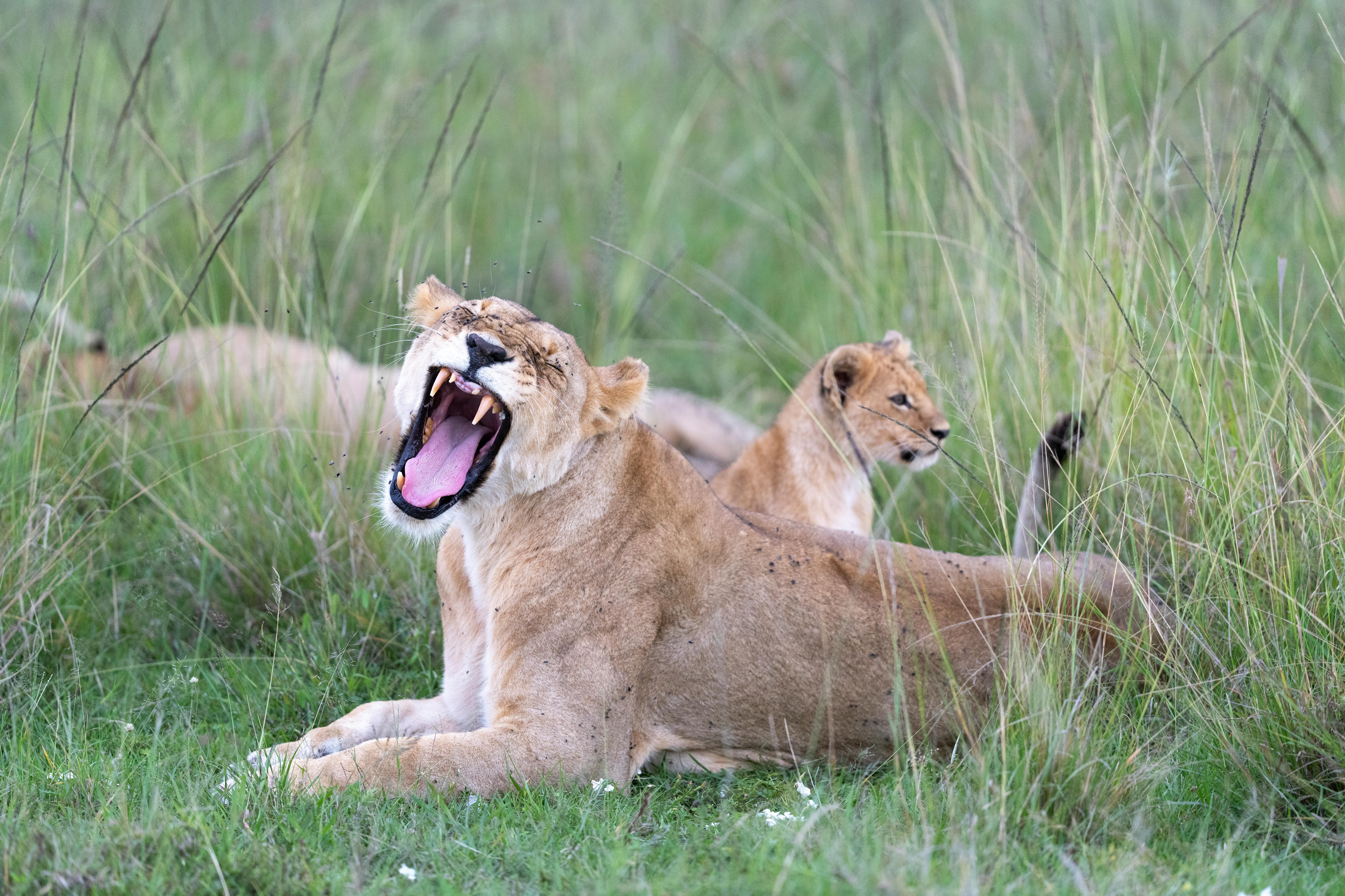 Awash National Park