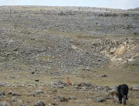 Bale Mountains Trek