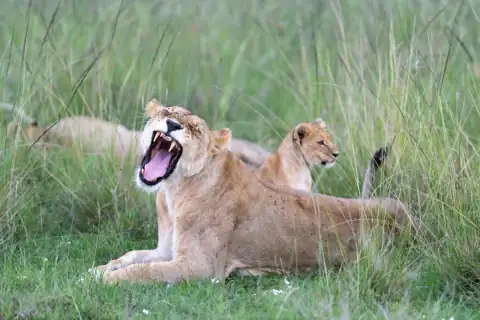 Awash National Park Safari